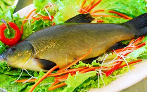 丁桂鱼有什么营养价值与功效？