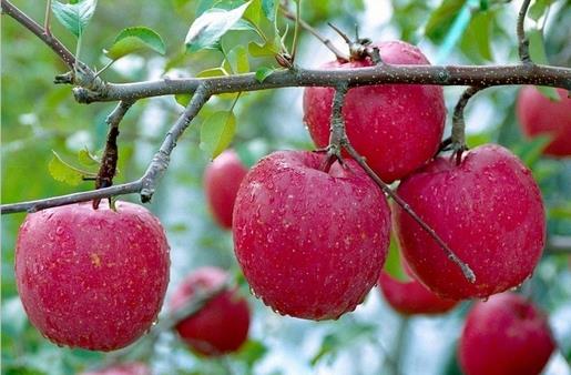 血糖低有哪些症状?低血糖如何饮食调理?