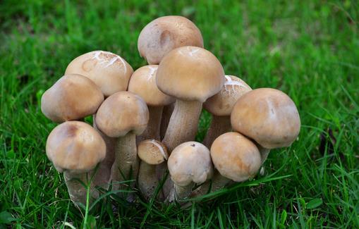 蘑菇学挑选 美味更保健