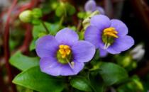 ​紫星花应该如何种植？