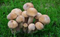 蘑菇学挑选 美味更保健