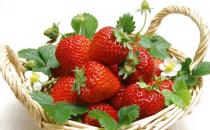 草莓下火调肠胃 个头适中口感好