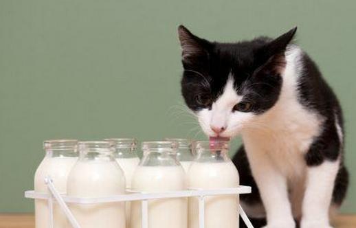 牛奶四种错搭 惹健康威胁