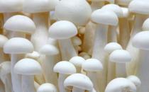怎么分辨有毒蘑菇？教你挑蘑菇的技巧