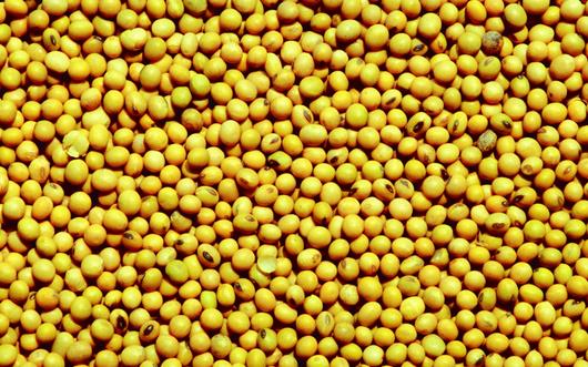 春季女性养生的四大黄金食物