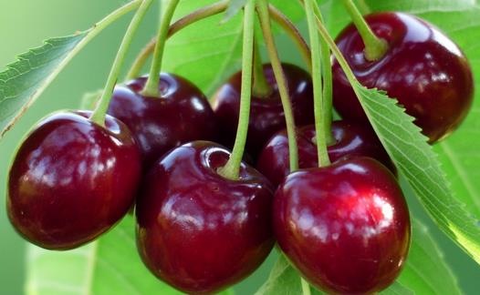 白领女性吃什么防辐射？防辐射食物与茶饮推荐