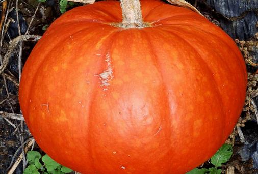 经期吃什么蔬菜好？