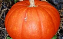 经期吃什么蔬菜好？