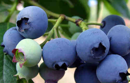 老年人记性差吃什么好