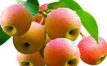 老人春季养生 这5种食物不能错过