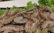 怎么判断虾新不新鲜