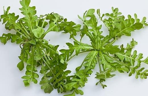 春季吃什么野菜好?四种食用野菜介绍