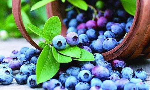 春季吃蓝莓的10大好处