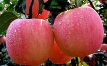 常吃苹果的六大好处 美容养颜降血脂