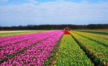 来荷兰欣赏花车的盛会吧！