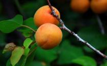 中医讲解关于杏子的功效与作用