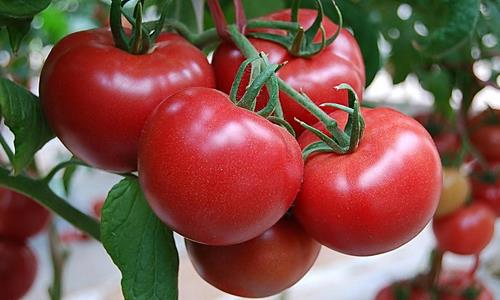 番茄的饮食方法及存储技巧