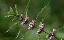 服用益母草的注意事项