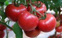 ​番茄的饮食方法及存储技巧