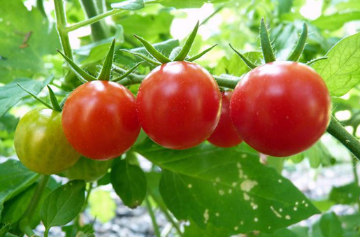 西红柿能不能空腹吃 为什么