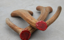 鹿茸的适宜人群及食用禁忌