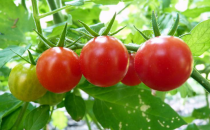 西红柿能不能空腹吃 为什么