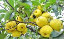 老人吃3种水果能养生