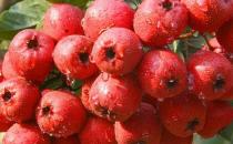 山楂吃多了易诱发肠胃疾病 山楂一次吃多少合适？