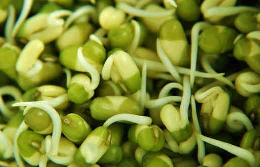 绿豆芽的食用禁忌及选购技巧