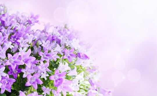 这样让鲜花更加鲜艳哦！（这样让鲜花更加鲜艳哦英语） 植物百科