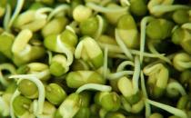 绿豆芽的食用禁忌及选购技巧