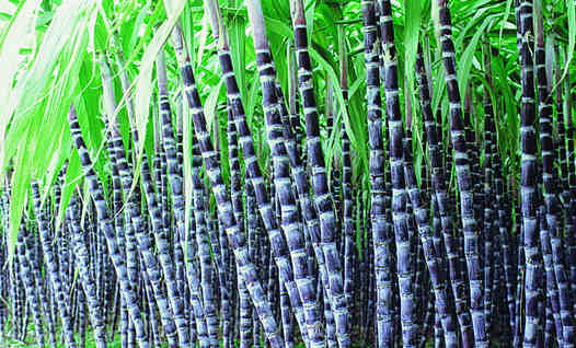 切记!甘蔗不能和这些东西一起吃