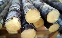 霉变甘蔗危害健康