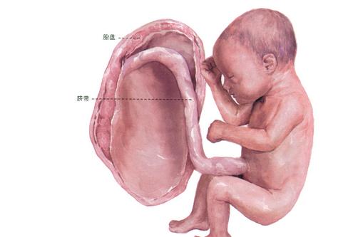 预示胎儿有危险的10个信号
