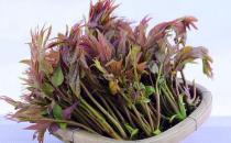 香椿做法多 不止能炒鸡蛋