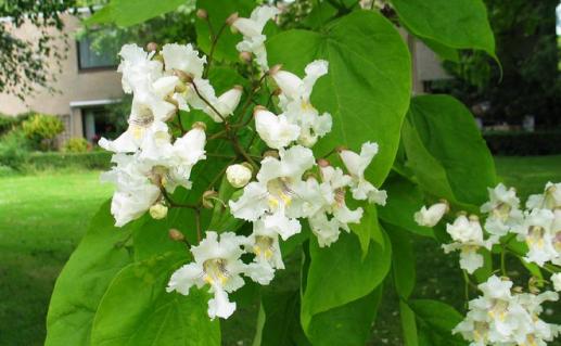 8种杀死精子致不育的中药