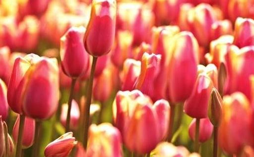 激励人生的快乐心理法宝