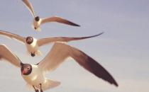 你的心理资本就是你的职场竞争力