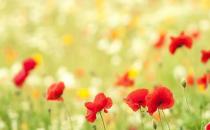 白领要将真实的自我带回生活