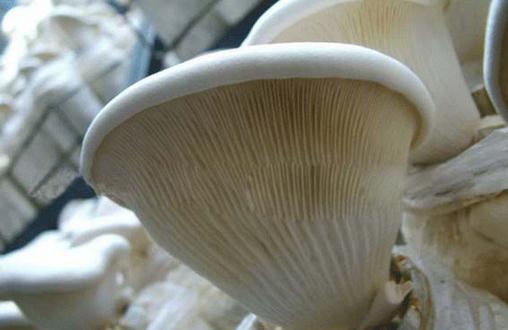 白灵菇的营养价值 白灵菇的做法大全