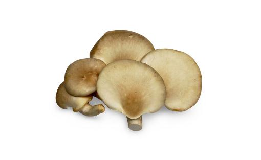 吃鲍鱼菇有什么好处?鲍鱼菇的做法