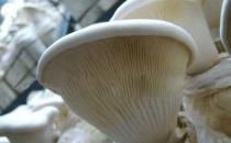 白灵菇的营养价值 白灵菇的做法大全