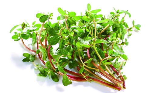 吃马齿苋的好处 马齿苋的吃法