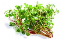 吃马齿苋的好处 马齿苋的吃法