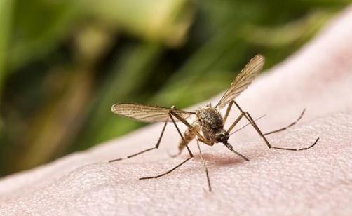 教你在夏季预防蚊虫叮咬的方法