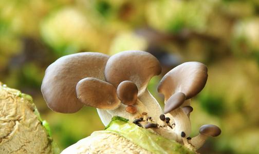 平菇炒鸡蛋的做法 平菇的功效