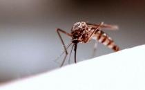 夏天防止蚊虫叮咬的方法：橘皮驱蚊
