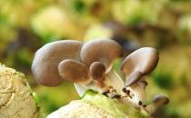 平菇炒鸡蛋的做法 平菇的功效