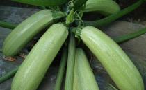 西葫芦的食谱大全