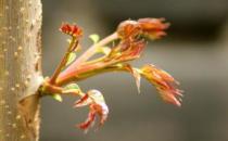 香椿炒鸡蛋的具体做法步骤